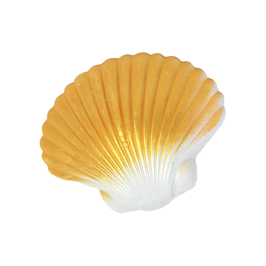 Natural White Scallop Seashells - Pack of 10 – Peek A Blue